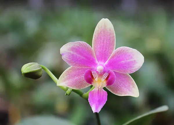 Phalaenopsis Yaphon Pink Bee