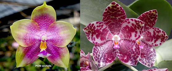 Phalaenopsis Ld Emerald Bear x gigantea