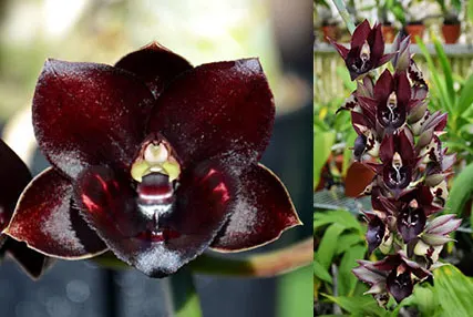 Fredclarkeara Dark There After 'SVO Crazy Good' x Catasetum Jose Abalo 'SVO'