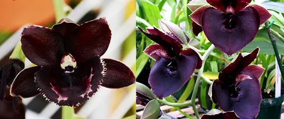 Fredclarkeara After Hours 'SVO Way Good' x Catasetum John C Burchett 'Ursa Major'