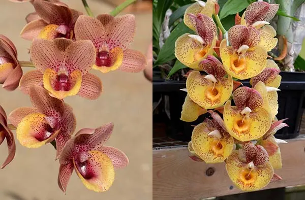 Fredclarkeara No Doubt 'Summer Wine' x Catasetum Orchidglade 'Davie Ranches'