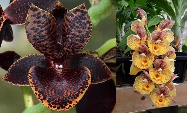 Catamodes Dragons Glade (Ctmds. Dragons Tail 'Dark Tale' x Ctsm. Orchidglade 'Davie Ranches')