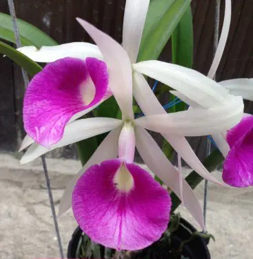 Brassolaeliocattleya Tetra Lip x Morning Glory