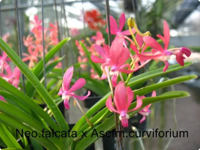 Neofinetia falcata x Ascocentrum curvifolium
