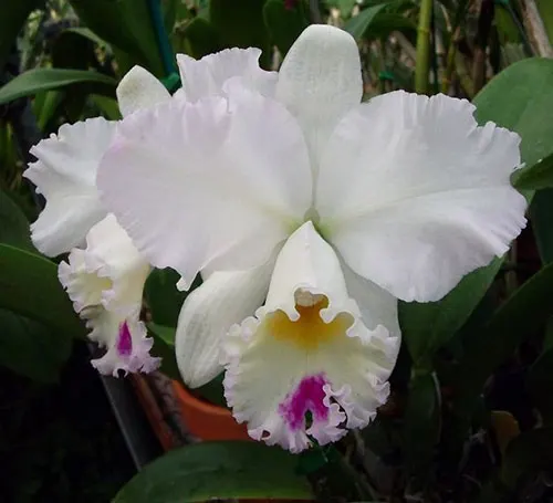 Cattleya Pure Soul 'Yutaka Morimoto'