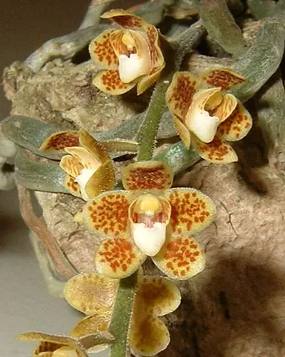 Chiloschista sweelimii