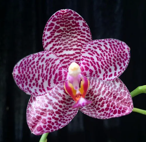 Phalaenopsis LD Gigan Sun