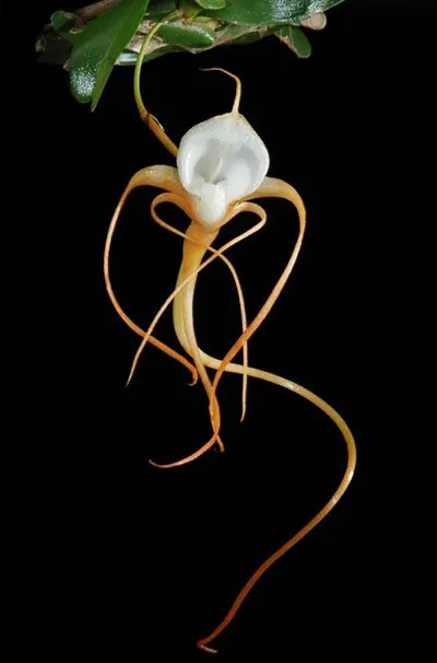 Angraecum conchoglossum