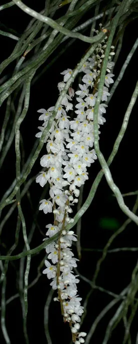 Microcoelia exilis
