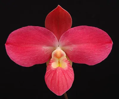Phragmipedium kovachii x besseae