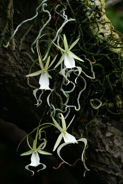 Dendrophylax sallei