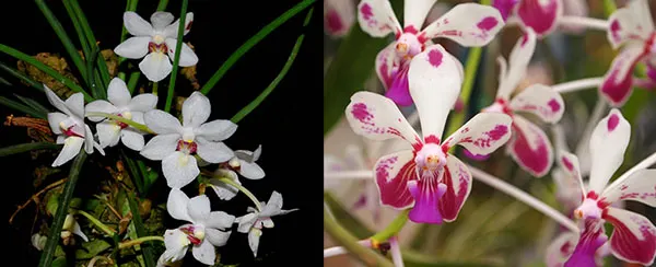 Holcoglossum rupestre x Vanda lamellata var boxallii