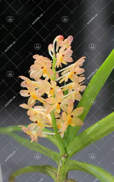 Vanda Thailand x Phalaenopsis equestris
