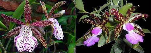 Brassocattleya Hippodamia x Cattleya aclandiae