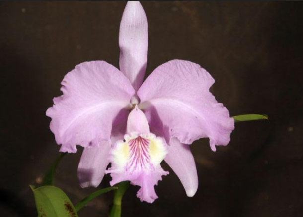 Cattleya lueddemanniana concolor