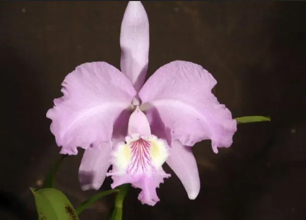 Cattleya lueddemanniana concolor