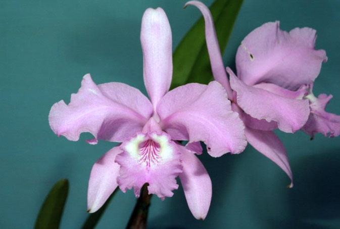 Cattleya lueddemanniana concolor