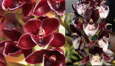 Mormodia Painted Desert 'SVO' x Catasetum Melana Davison 'Fox Tail'