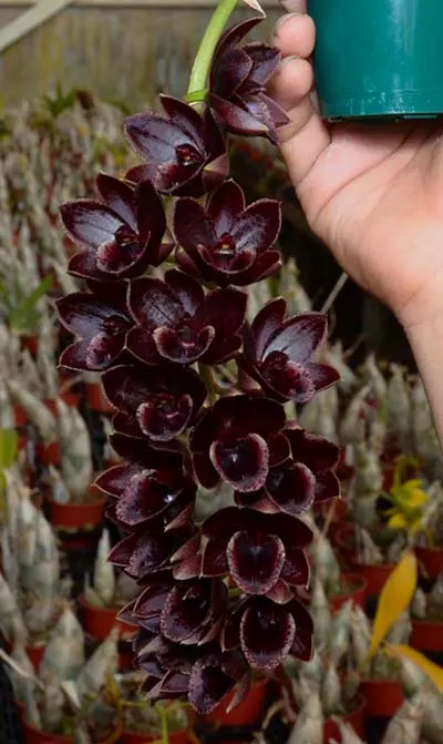 Mormodia Painted Desert 'SVO' x Catasetum Melana Davison 'Fox Tail'