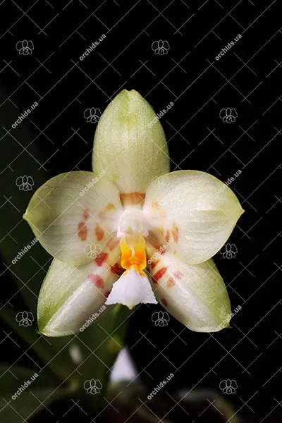 Phalaenopsis Yaphon Database