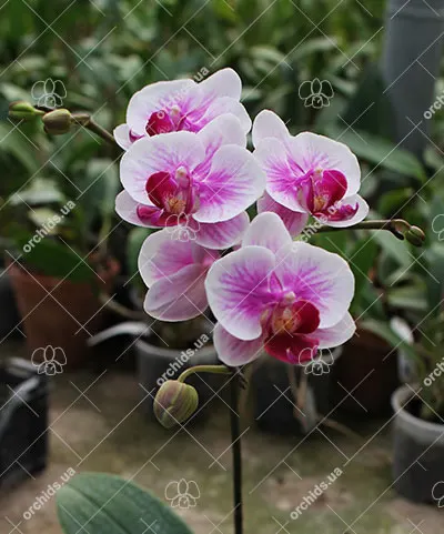 Doritaenopsis Champion Lightning