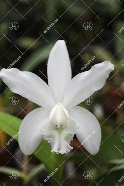 Cattleya Walkerinter alba