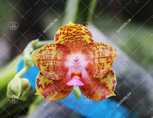 Phalaenopsis Jong's Gigan Cherry x LD's Bear Queen