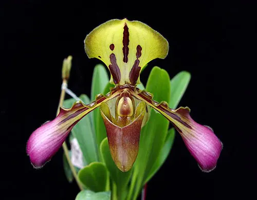Paphiopedilum tigrinum
