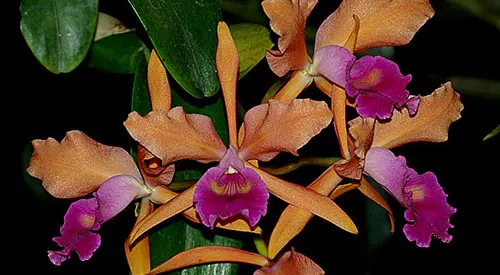Cattleya GottIana (Cattleya warneri x Laelia tenebrosa)