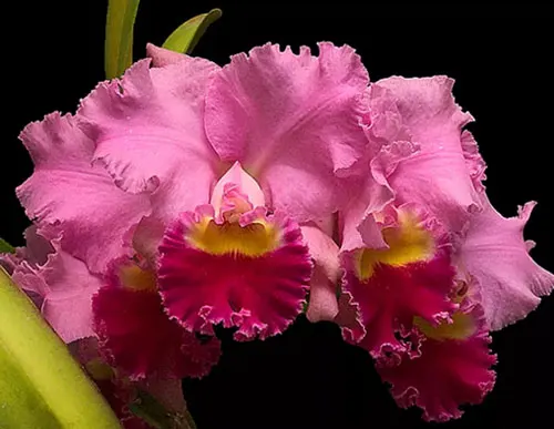 Cattleya Horace Maxima x Blc Chia Lin New City