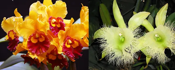 Brassolaeliocattleya Chunyeah x Brassavola digbyana