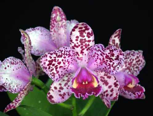 Rhyncholaeliocattleya Waianae Leopard x Cattleya Corcovado