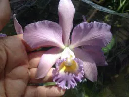 Cattleya (Olivia coerulea x loddigesii coerulea)