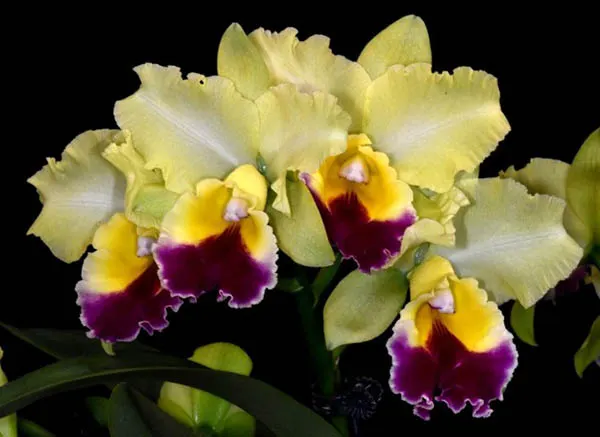 Brassolaeliocattleya Goldenzelle 'Taida'