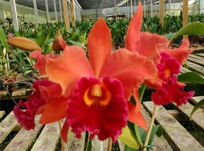 Brassolaeliocattleya Miriam Suzuki