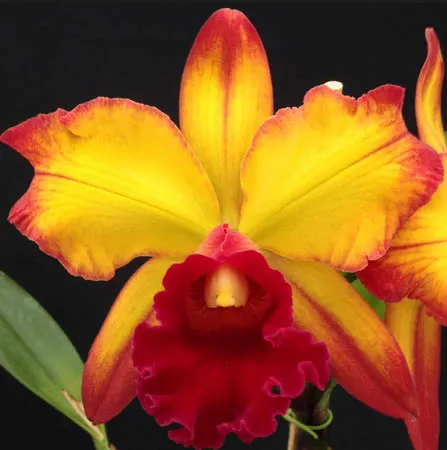 Brassolaeliocattleya Suzuki's Red Flare