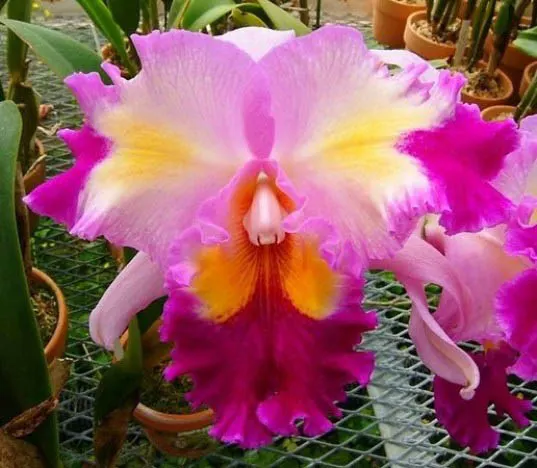 Laeliocattleya Color Guard 'Parade'