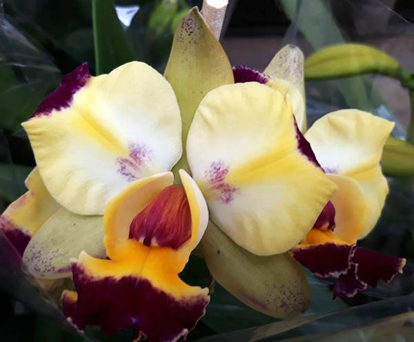 Brassolaeliocattleya Shiniti Ishikawa Amarelo