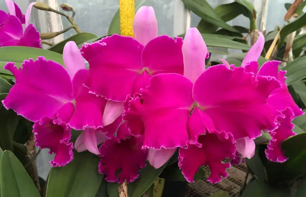 Brassolaeliocattleya Chrissy Compton 'Mary Piazza'