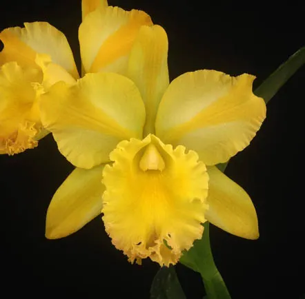 Brassolaeliocattleya Suzuki's Yellow Flare