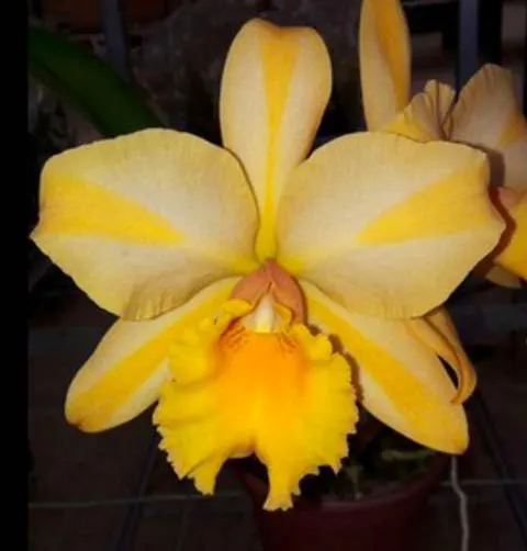 Brassolaeliocattleya Gisele 'Bundchen'