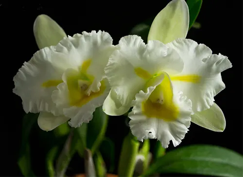 Brassolaeliocattleya Island Charm 'OC'