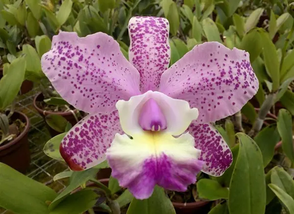 Cattleya Cruzeiro Do Sul
