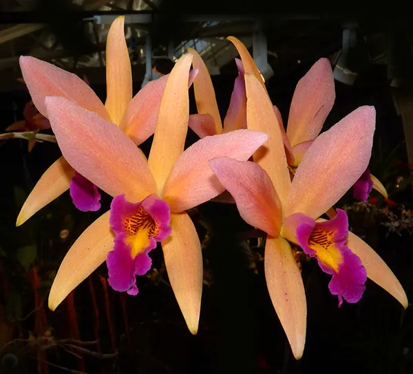 Laeliocattleya Santa Barbara Sunset
