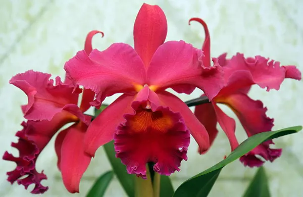 Sophrolaeliocattleya Pumpkin Festival 'Fong Yuen'