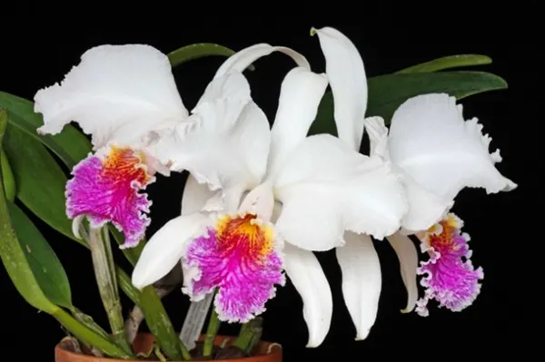 Cattleya mossiae semi alba '#46'