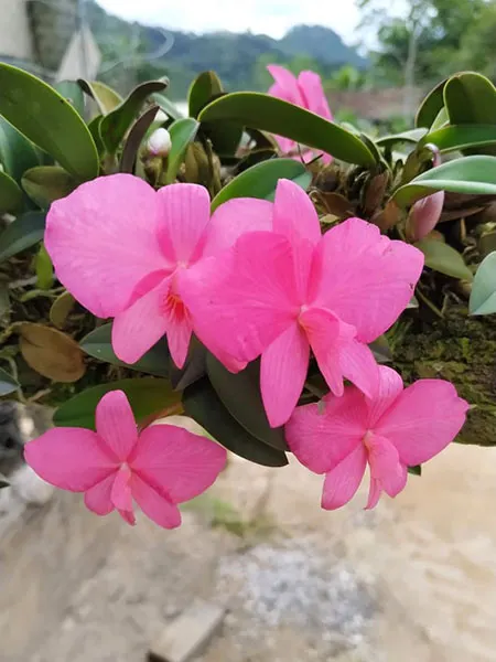 Sophronitis wittigiana