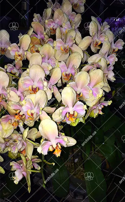 Phalaenopsis 'Ito' peloric