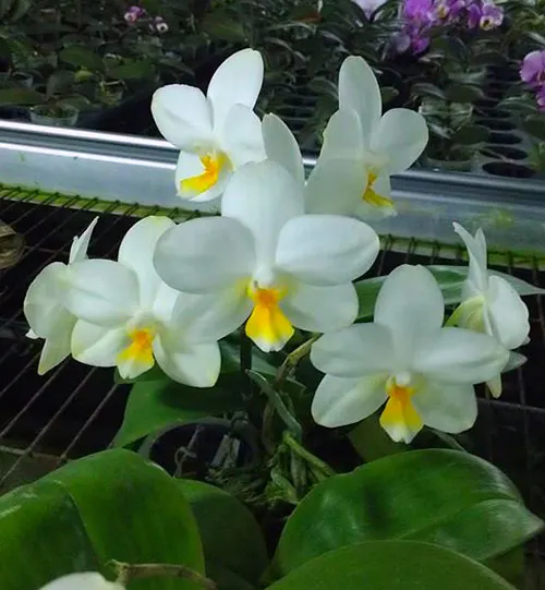 Phalaenopsis Joy Spring Venus 'Tina'