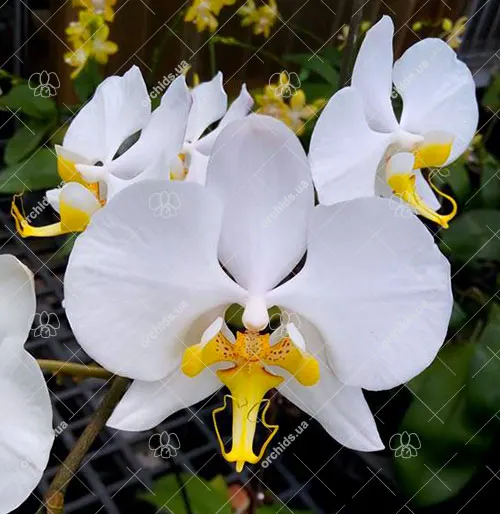 Phalaenopsis amabilis 'Sabah'